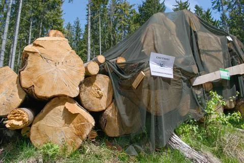 Tree trunks covered with nets, bark beetle protection in the forest. Caution  Stock Photos
