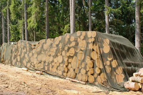 Tree trunks covered with nets, bark beetle protection in the forest Stock Photos