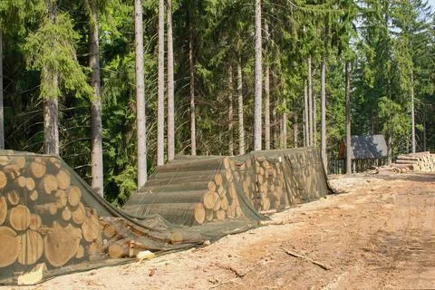 Tree trunks covered with nets, bark beetle protection in the forest Stock Photos