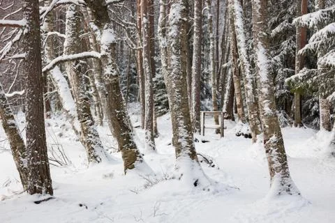 Tree trunks covered in snow Stock Photos