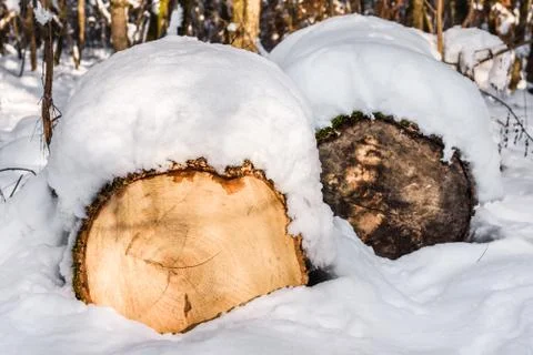 Tree trunks covered with snow Stock Photos