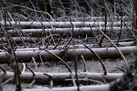 Tree trunks covered with snow Foto stock