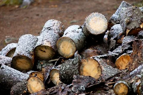 Tree trunks covered with snow Stock Photos