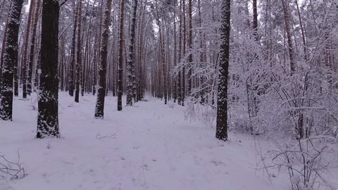 Tree Trunks Covered With Snow, a Walk in the Winter Forest Stock Footage 99989541