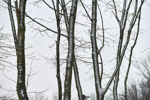 Tree trunks covered with snow, winter landscape, copy space Stock Photos