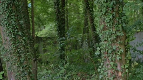 Tree trunks covered in vines Video stock 132682708