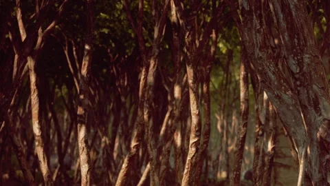 Tree trunks create a pattern in a dense forest Stock Footage 344061135