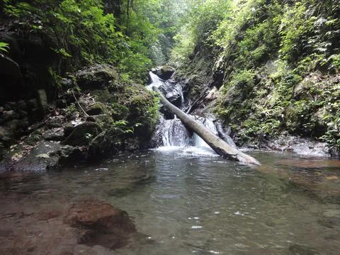 Tree trunks that cross the river and clear water ponds. Stock Photos
