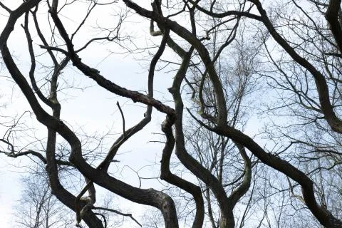 Tree trunks curved by nature and time as scars on a gray sky Stock Photos