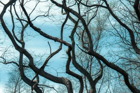 Tree trunks curved by nature like scars in the blue sky Stock Photos