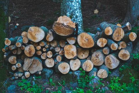 Tree trunks cut and placed on neat rows in the woods Stock Photos