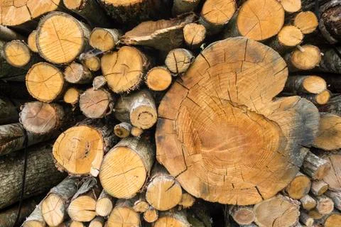 Tree trunks cut and stacked for selling. Stock Photos