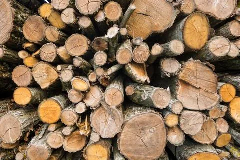 Tree trunks cut and stacked for selling. Stock Photos