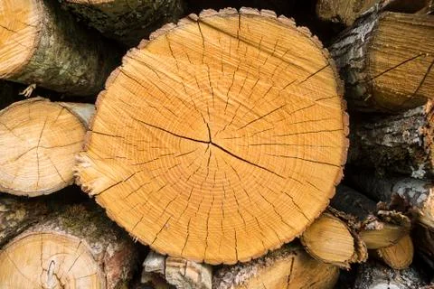 Tree trunks cut and stacked for selling. Stock Photos