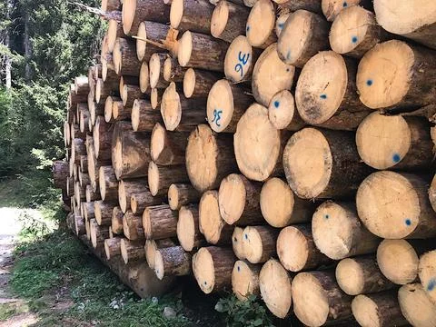 Tree trunks cut and stacked Stock Photos