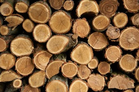 Tree trunks cut background. Wall decoration of cut tree for interior decoration Stock Photos