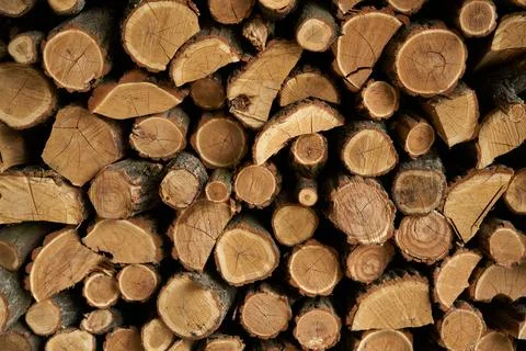 Tree trunks cut background. Wall decoration of cut tree for interior decoration Foto stock