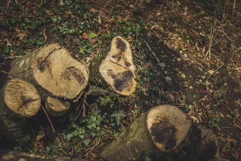 Tree trunks from cut down tree Stock Photos
