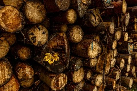 Tree trunks cut in the forest, firewood in the fireplace Stock Photos