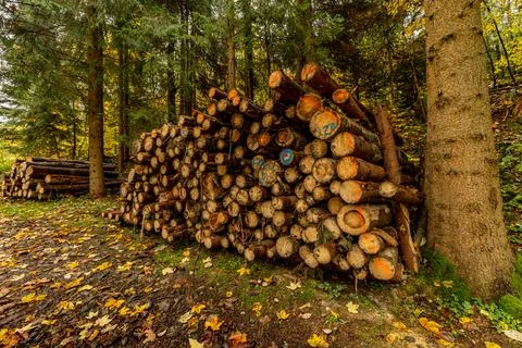 Tree trunks cut in the forest, firewood in the fireplace Stock Photos