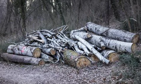Tree trunks cut Stock Photos