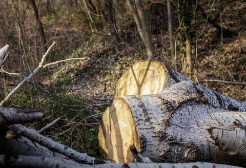 Tree trunks cut Stock Photos