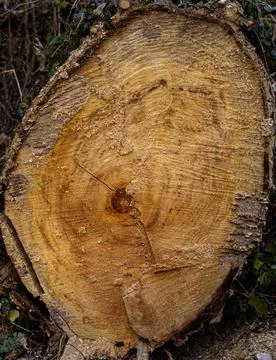 Tree trunks cut 库存照片