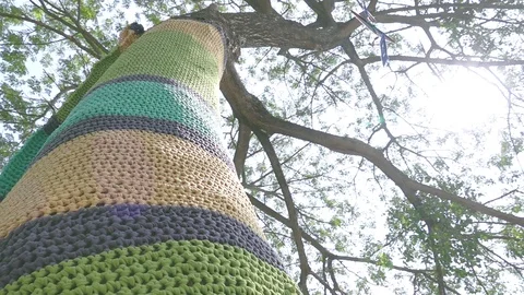 Tree trunks decorated with  beautifully knitted creations in various colors Stock Footage 104116534