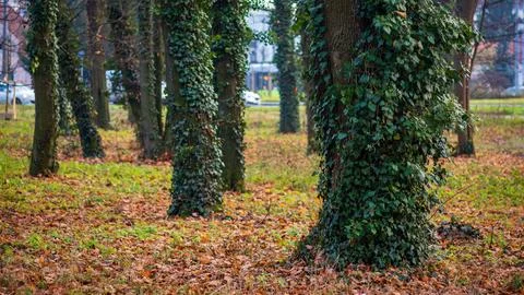 Tree trunks densely overgrown with ivy in a city park with fallen leaves. Stockfoto's
