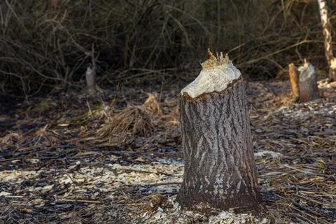 Tree trunks destroyed by beavers, trees gnawed by beavers in the forest Stock Photos