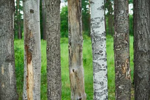 Tree trunks of different breeds Stock Photos