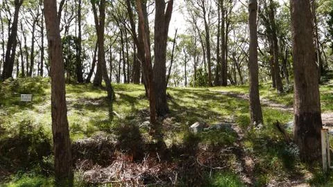Tree trunks of eucalyptus trees at Blue mountains, Australia Foto stock