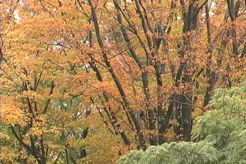 Tree trunks in fall woods in rain  Stock Footage 745313