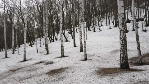 Tree trunks flash in the spring forest with melting snow - a walk through the Stock Footage 154369986