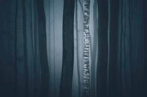 Tree trunks in fog abstract forest background Stock Photos