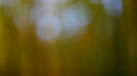 Tree trunks Stock Footage 540842