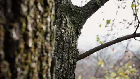 Tree trunks Stock Footage 245583865