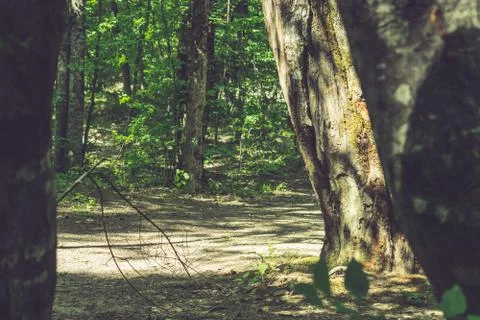 Tree trunks in the forest close-up Stock Photos