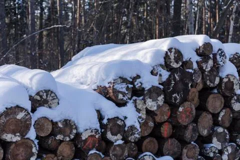 Tree trunks in the forest covered with snow Stock Photos