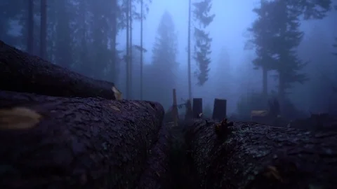 Tree trunks in the forest during fog Stock Footage