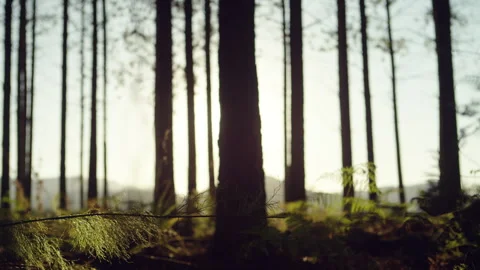 Tree trunks in a forest during the sunset Stock Footage 278791097