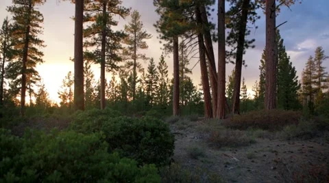 Tree trunks in forest Stock Footage 49013407
