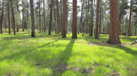 Tree trunks in forest Stock Footage 49099722