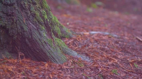 Tree trunks in forest Stock Footage 76103240