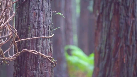 Tree trunks in forest Stock Footage 76103250