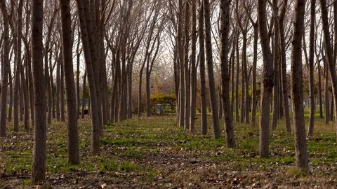Tree trunks in a forest Stock Footage 103688664