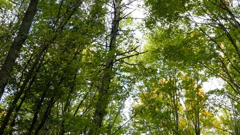 Tree trunks in the forest Stock-Footage 123580634