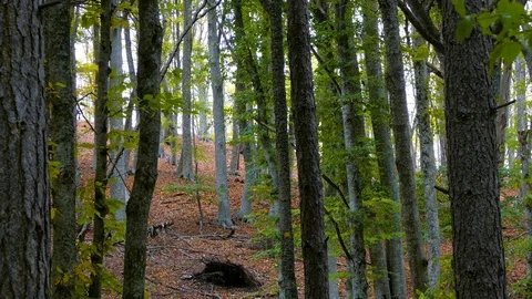 Tree trunks in the forest 스톡 동영상 123580781