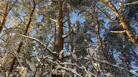 Tree trunks in the forest Video stock 226951155