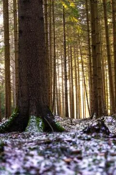 Tree trunks in a forest with light effects and patches of snow on the ground 스톡 사진